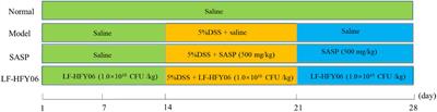 Protective effect of Limosilactobacillus fermentum HFY06 on dextran sulfate sodium-induced colitis in mice